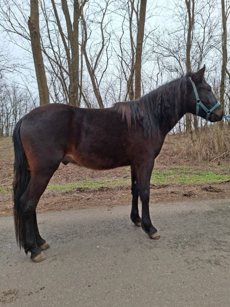 Elad� 145cm �tleveles her�lt 