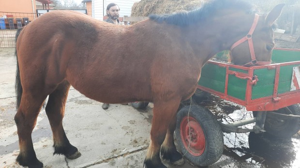 Eladó 1.5éves sodrott csődör csikó 157cm.