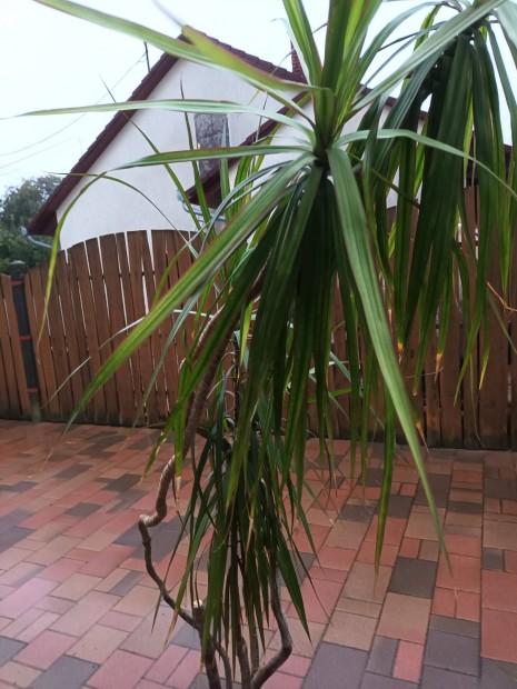 Elad 1 darab 220 cm magas Dracaena plma.