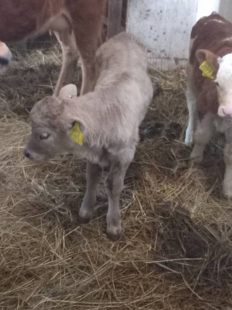 Elad 1 db Charolais s 1 db magyar tarka bika 