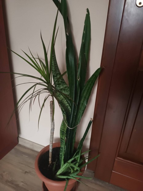 Elad 1 db Dracaena palma, 1 db Sansevra( Anysnyelv)+Aloevera