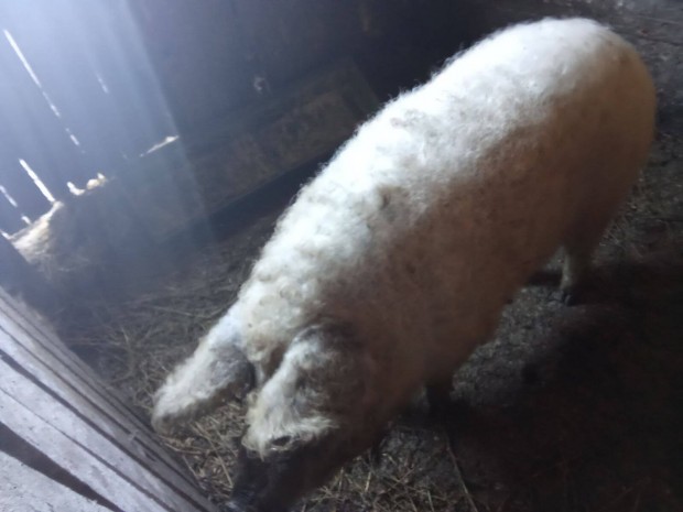 Elad 1db mangalica koca