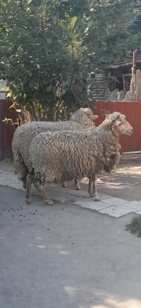 Elad 2 db 80- 90 kg birka 
