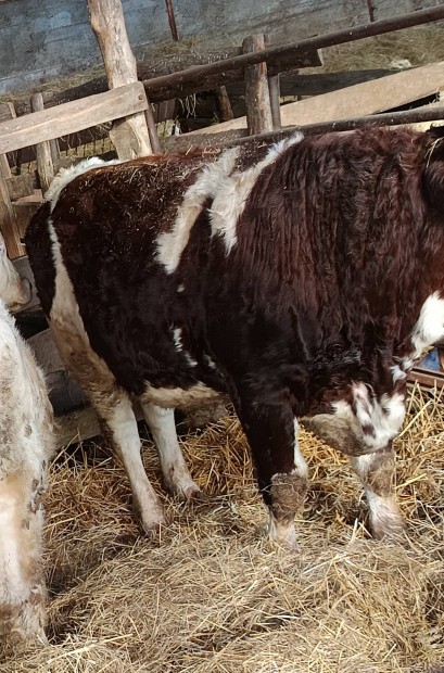 Elad� 2 db bika borj� 