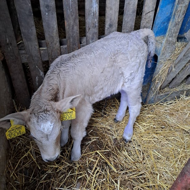 Elad 2 db charolais borj.