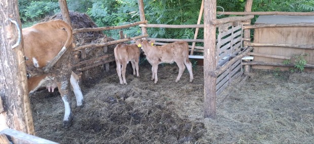 Elad 2 db limusin sz borj 