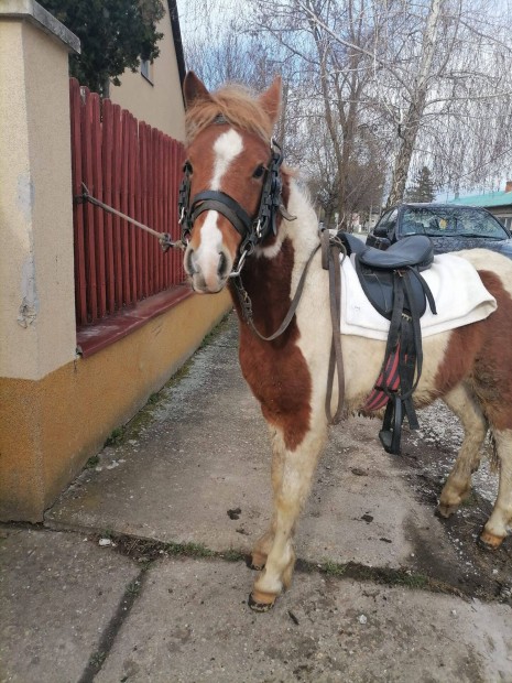 Elad 2 ves 110 cm pni csdr