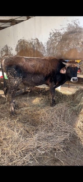 Elad 350kg bika borju szarvasmarha sz tehn