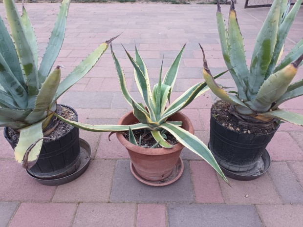 Elad 3 darab Agave kaktusz
