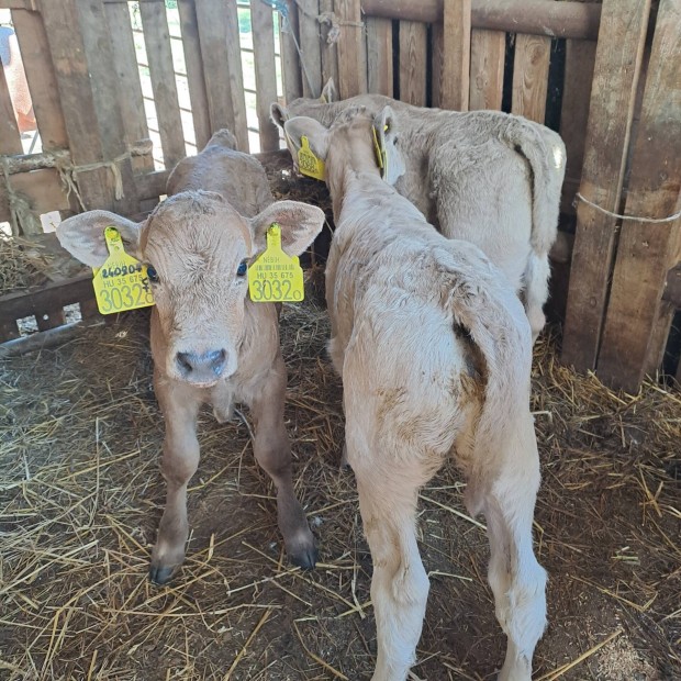 Elad 3 db 2-3 hetes charolais sz borj.