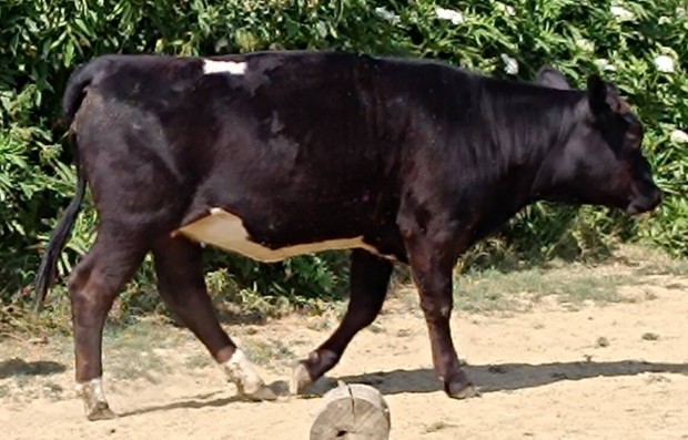 Elad 3 db szarvasmarha