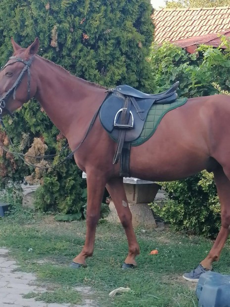 Elad 3 ves srga herlt kis l.150 cm