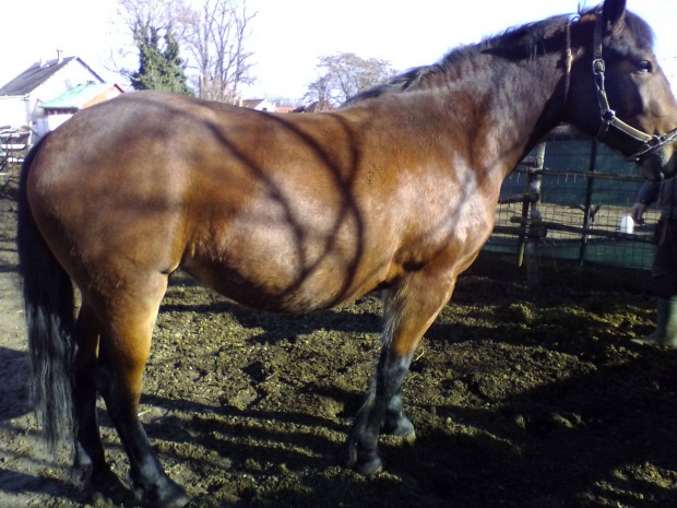 Elad� 3�ves csik�