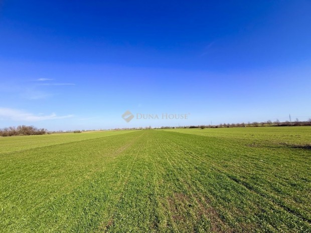 Elad� 4582 nm-es telek Taksony