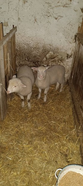 Eladó 4 bárány és 4 anyabirka