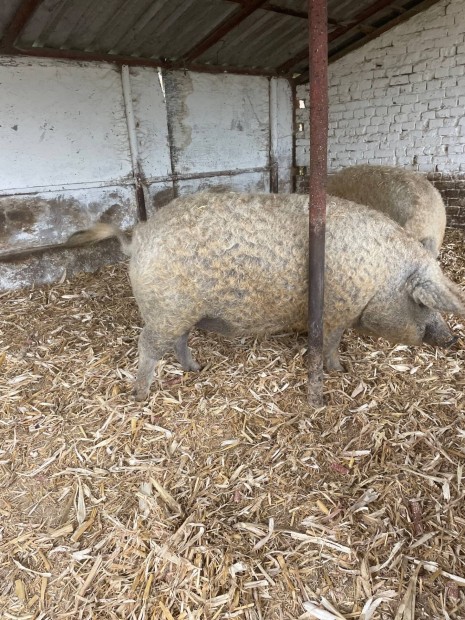 Elad 4 db mangalica