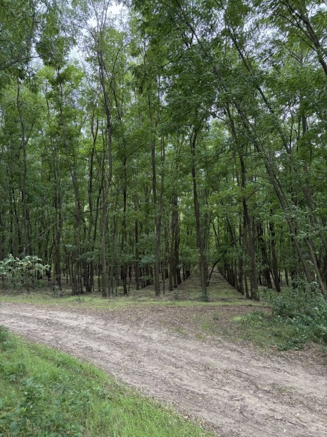 Elad� 5,2 ha erd� Piricse hat�r�ban!