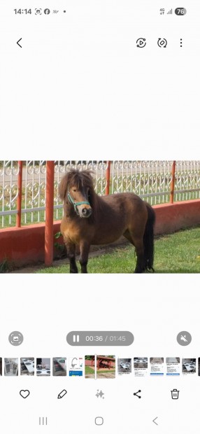 Eladó 5éves herelt póni 90cm.igazi gyerek ló
