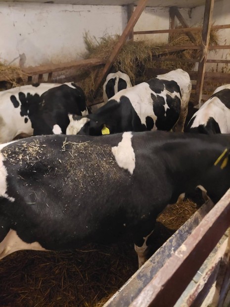 Holstein Friz Bika Felvasarlasi Ara () Holstein Friz Bika Felvasarlasi Ara