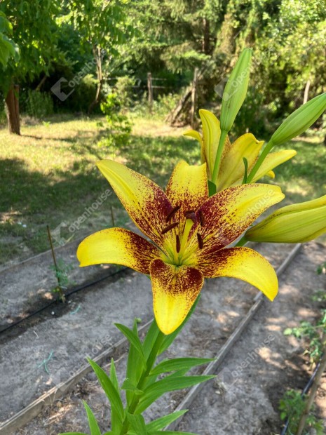 Elad� 811 nm-es telek B�ny