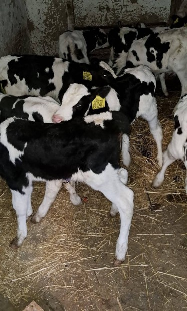 Elad 8 db itats holstein bika borj.