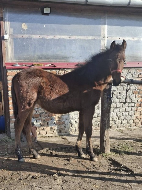 Elado 9 honapos kis csiko