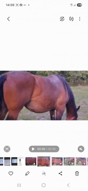 Eladó 9éves kanca 173cm.650kg.kocsis lovagolható