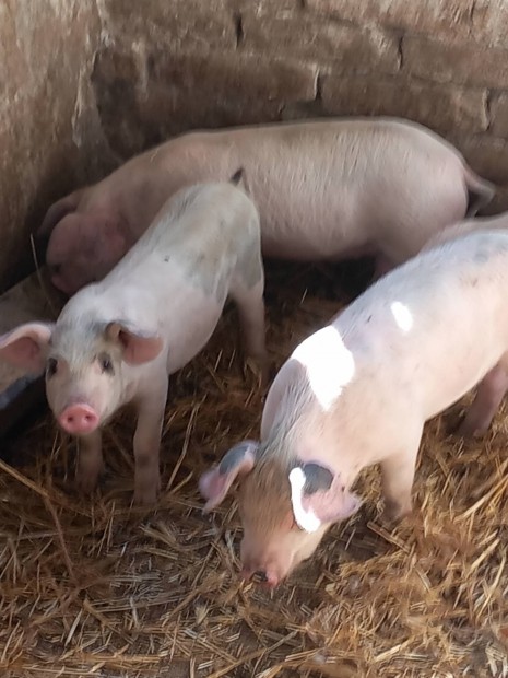 Eladó 9hetes választási malacok 20-25kilósak