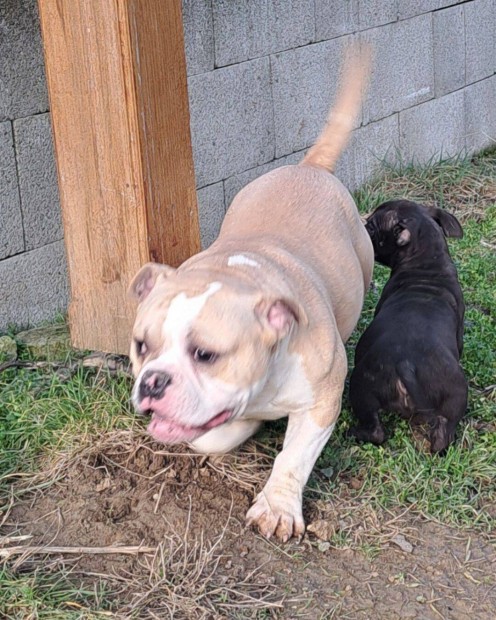 Elad� American bully fajtatiszta jelleg� kiskuty�k