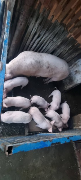 Eladó Anya Koca 8 kis malacal vagy csere !!
