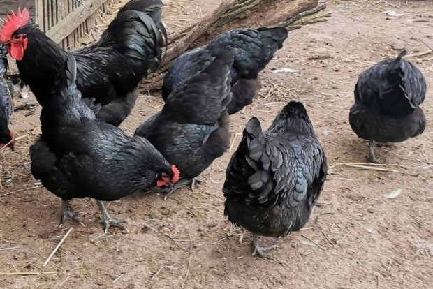 Elad Australorp s Amrock keltetbe val tojs folyamatosan! 300Ft/db