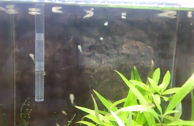 Eladó Bébi Endler guppy guppi az ár 1db érvényes