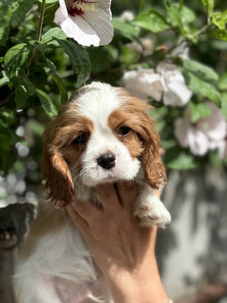 Elad Cavalier King Charles kiskutya