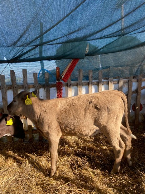 Elad Charolais F1 sz borju