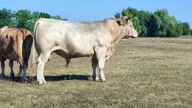 Elad Charolais bika s sz