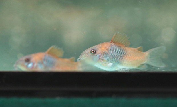 Elad Corydoras aeneus sp. orange Venezuela