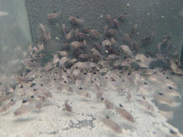 Elad Corydoras julii