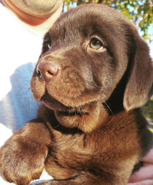 Eladó Csoki Labrador kiskutya