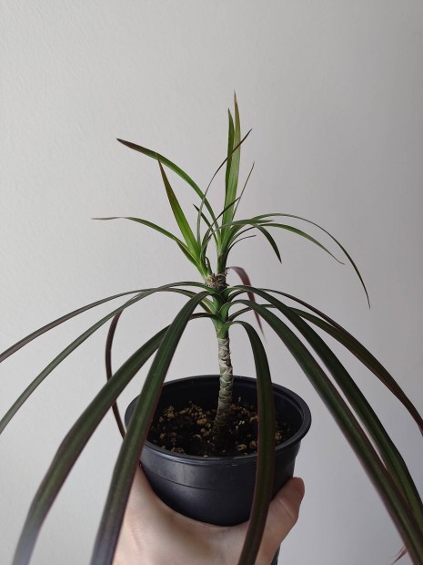 Elad� Dracaena Marginata 'Magenta'