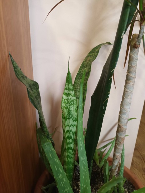 Elad Dracaenaprlma Szanzavra (anyosnyelv + Aloevera