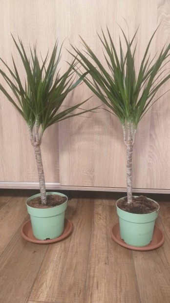 Elad Dracena