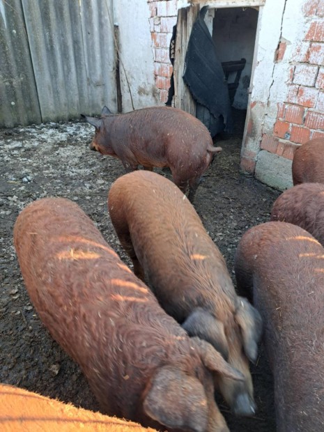 Elad Durok*Mangalica 