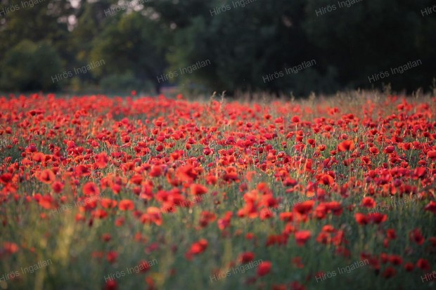 Elad� �pit�si telek Lajosmizs�n!