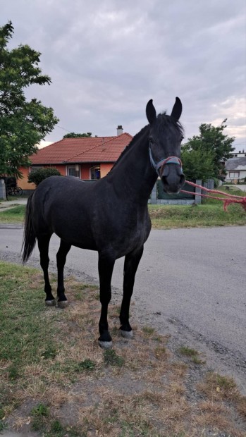 Elad Fekete Deres Kanca csik