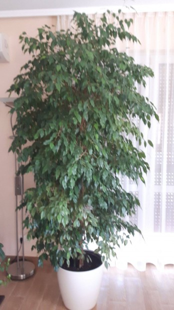 Elad Ficus Benjamina