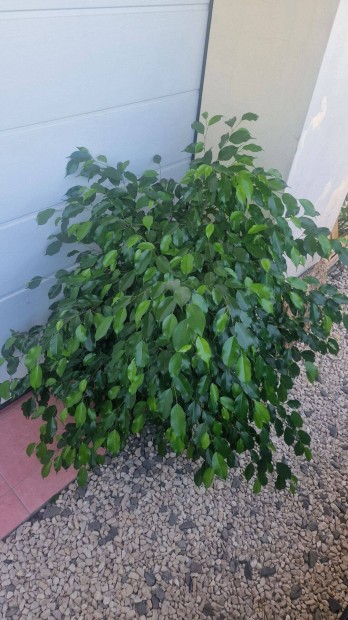 Elad Ficus Benjamina