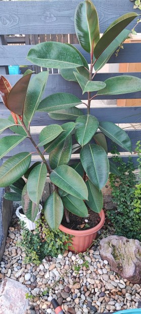 Elad Ficus elastica