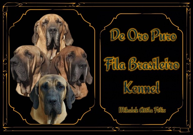 Elad Fila Brasileiro klykk