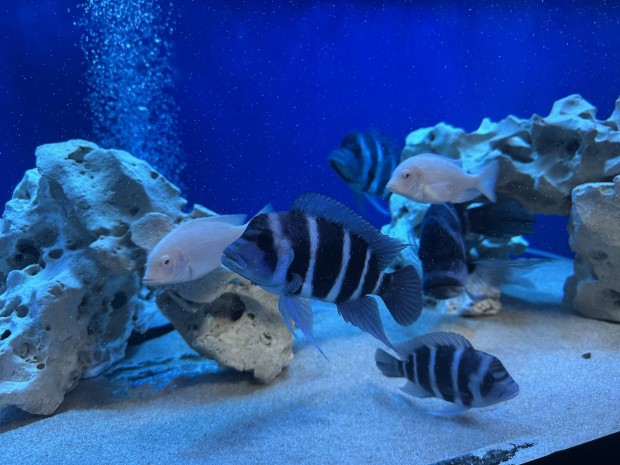 Elad� Frontosa Chumbu afrikai s�g�r csapat!