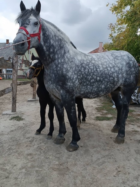 Elad Full papiros import Percheron csald!!